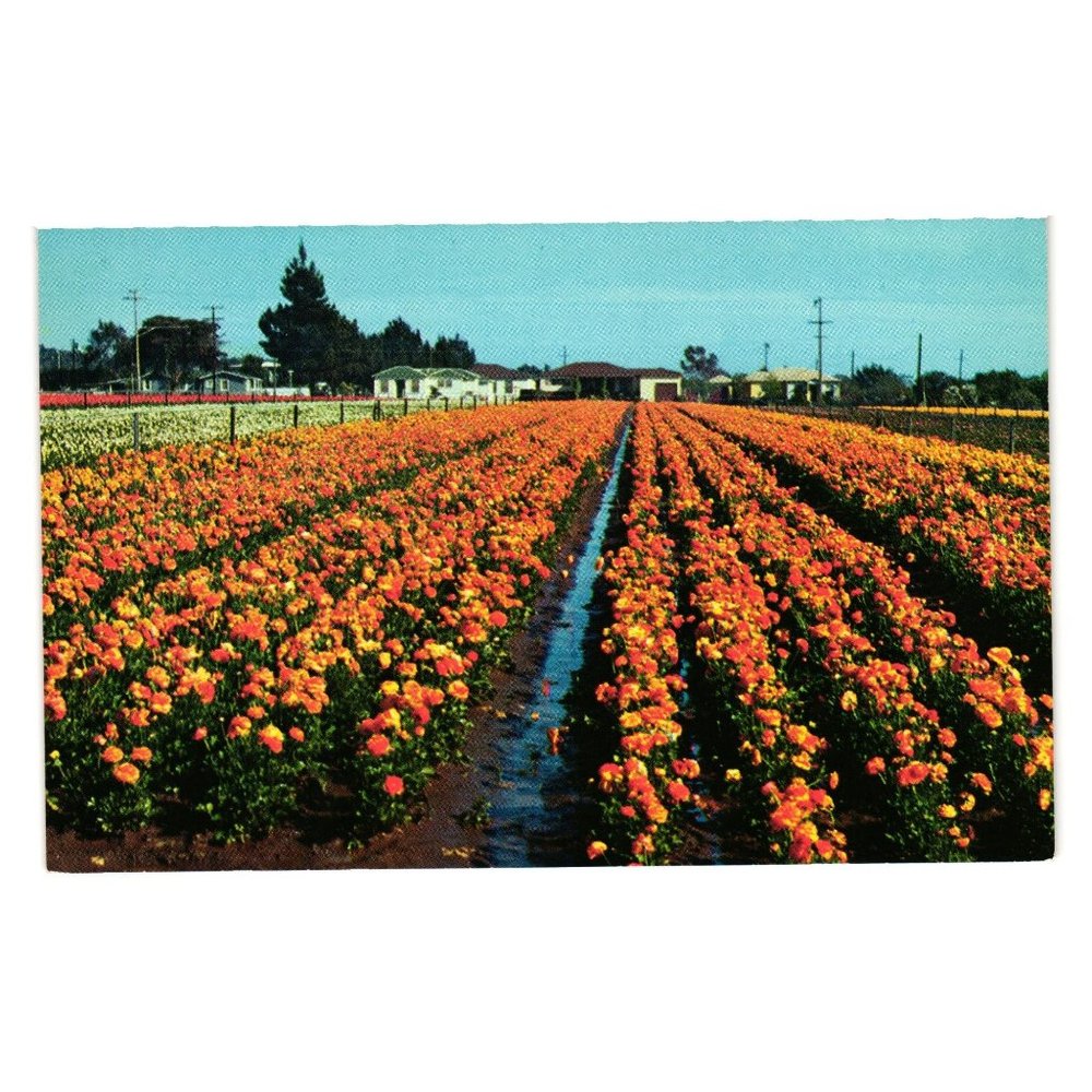 Vintage Postcard Southern California Flowers Marigolds Shasta Daisy Seed Garden